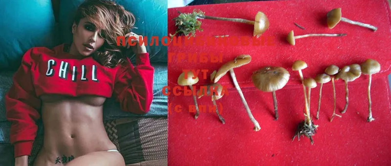 Галлюциногенные грибы MAGIC MUSHROOMS  сколько стоит  Высоцк 